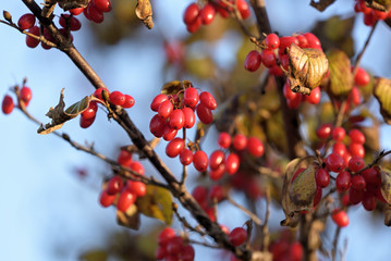 Red fruits of cornus officinalis, Beginning ripe Japanese cornelian cherry, on the branch