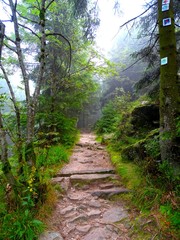 Europe, sentier de randonnée dans le massif vosgien