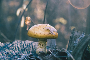 Enchanted forest mushroom growing on a tree trunk