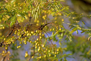 Beginning ripe Chinaberry fruits and tree, on the branch