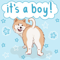 baby it's a boy greeting card with furry cute cartoon dog, funny pet akita on blue background with stars, editable vector illustration for decoration, banner or poster