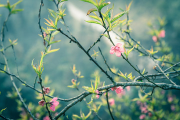 Beautiful peach flower blooming in rural North Vietnam with valley background