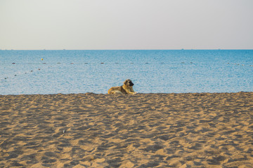 Big brown street dog lying calmly at sunny summer beach. Horizontal color photography.