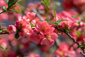 Ornamental flowering shrub Chaenomeles japonica cultivar superba with beautiful light pink petals and yellow center