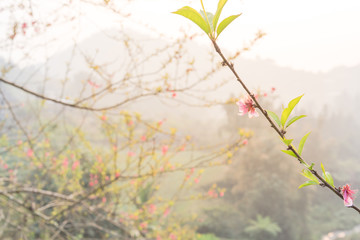 Obraz na płótnie Canvas Branch of peach flower blooming in nature with mountain background in rural North Vietnam
