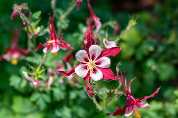 Aquilegia caerulea red white yellow flowering plant, beautiful ornamental herbaceous perennial flowers in bloom