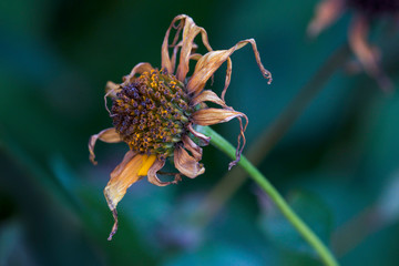 Wilted flower head