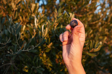 Farmer hand picking fresh green olive fruit from tree branch