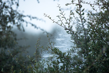 Teias de aranha com orvalho
