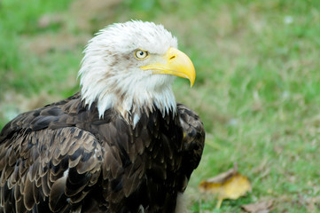 Obraz premium American Bald Eagle portrait in Cabarceno Nature Park, Cantabria, Spain.