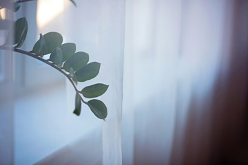 Zamiokulkas Dollar tree. View through a transparent curtain.