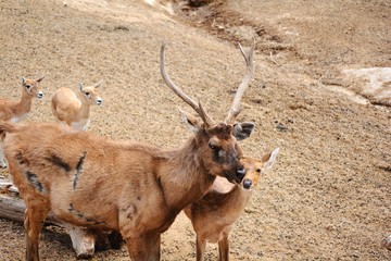 a deer Kissing the face of its son, a fawn
