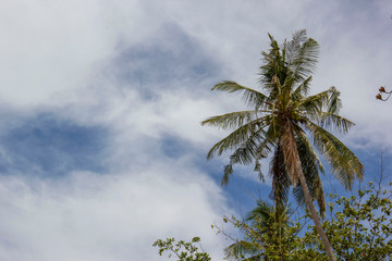 palm trees against the sky
