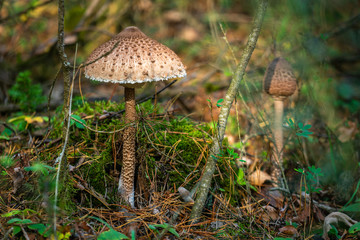 parasol mushroom in the forest - edible mushroom