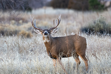 Colorado Wildlife. Wild White-tailed Deer Buck on the High Plains of Colorado