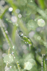 Drops of dew in the grass after rain, fresh green background, recovery earth concept