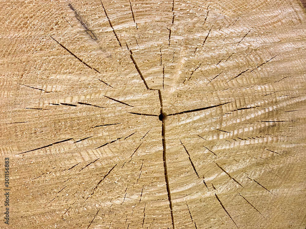 Poster large circular piece of wood cross section with tree ring texture pattern and cracks background. det