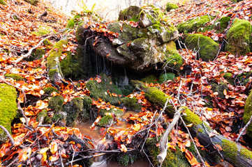 Stream running through the middle of a beech tree in Canseco, Leon Spain. The leaves cover the entire ground with its magnificent reddish color during the fall.