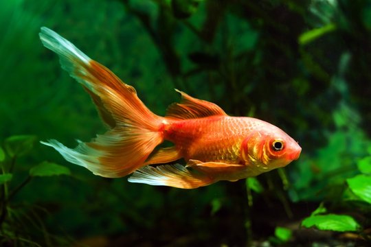 goldfish, artificial aqua trade breed of wild Carassius auratus carp, young and healthy comet-like long tail and bright orange coloration ornamental fish, pure breed showing its full beauty