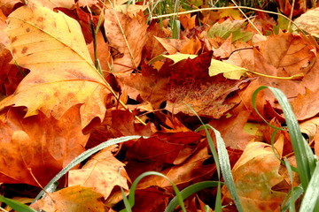 Colours of the autumn, leaves over the grass close-up.