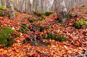 Stream running through the middle of a beech tree in Canseco, Leon Spain. The leaves cover the entire ground with its magnificent reddish color during the fall.