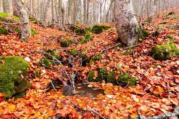 Stream running through the middle of a beech tree in Canseco, Leon Spain. The leaves cover the entire ground with its magnificent reddish color during the fall.