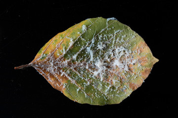 White mold on plant leaf close up