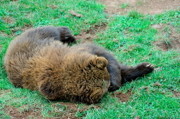 Brown Bear sleeping peacefully covering the face with its claw. Cabarceno Nature Park, Cantabria, Spain.