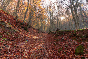 Obraz premium Beech forest during the fall with the soil full of reddish leaves and the sun between the trees. Canseco, Leon 8Spain)