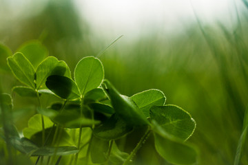 clover