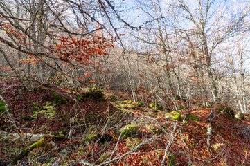 Stream running through the middle of a beech tree in Canseco, Leon Spain. The leaves cover the entire ground with its magnificent reddish color during the fall.