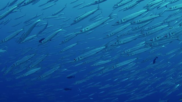 A group of Gray Reef Sharks, Carcharhinus amblyrhynchos, and a large school of Bigeye barracuda (Sphyraena forsteri) swim in the clear, blue waters, Maldives