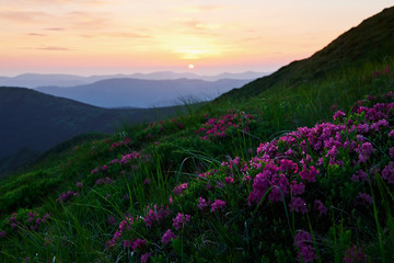 Plakat At sunset. Majestic Carpathian mountains. Beautiful landscape. Breathtaking view