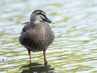 水辺のカルガモ