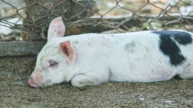 panorama of little white domestic pig rest on ground