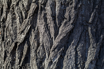 fragment of the bark of an old oak