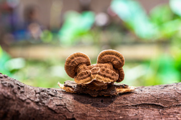 Chaga mushroom close-up on a tree trunk, similar in shape to a funny frog. Natural forest background