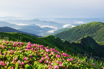 Fototapeta na wymiar Sunny hiking day. Majestic Carpathian mountains. Beautiful landscape. Breathtaking view