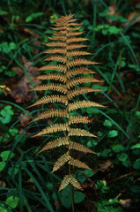 Yellow fern leave closeup in the autumn forest, forest substrate background, selective focus on the main subject, real film grain, shallow depth, vertical composition