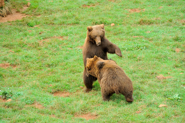 Young Brow Bears Fighting. Cabarceno Nature Park, Cantabria, Spain.