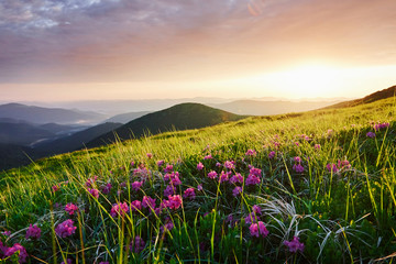Fototapeta premium Flowers among the grass. Majestic Carpathian mountains. Beautiful landscape. Breathtaking view