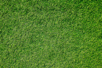Green grass texture can be use as background