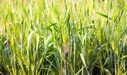 Nature background of green barley field