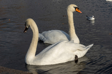 Fototapeta premium cygne