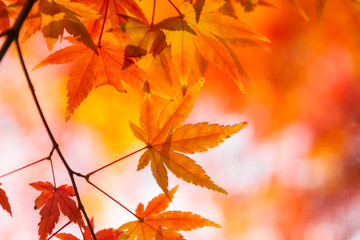 モミジの紅葉