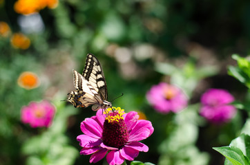 Butterfly with open wings perched on a flower in the garden. Closeup nature summer view with blurred background. Natural landscape, ecology concept.