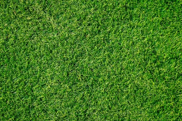 Fotobehang Groene grastextuur kan als achtergrond worden gebruikt © tendo23