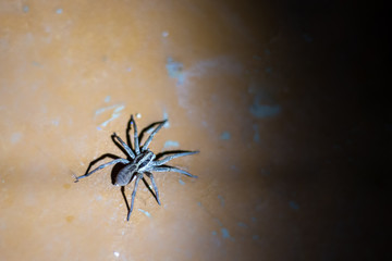 a large creepy spider sits on the floor of the house, near a dark corner