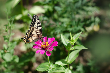 Butterfly with open wings perched on a flower in the garden. Closeup nature summer view with blurred background. Natural landscape, ecology concept.