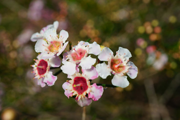 Pink waxflowers (Chamelaucium) growing on a shrub